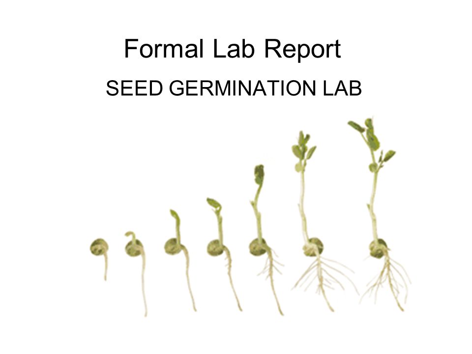 Formal Lab Report Seed Germination Lab Ppt Video Online Download Formal Lab Report Seed Germination Lab Ppt Video Online Download