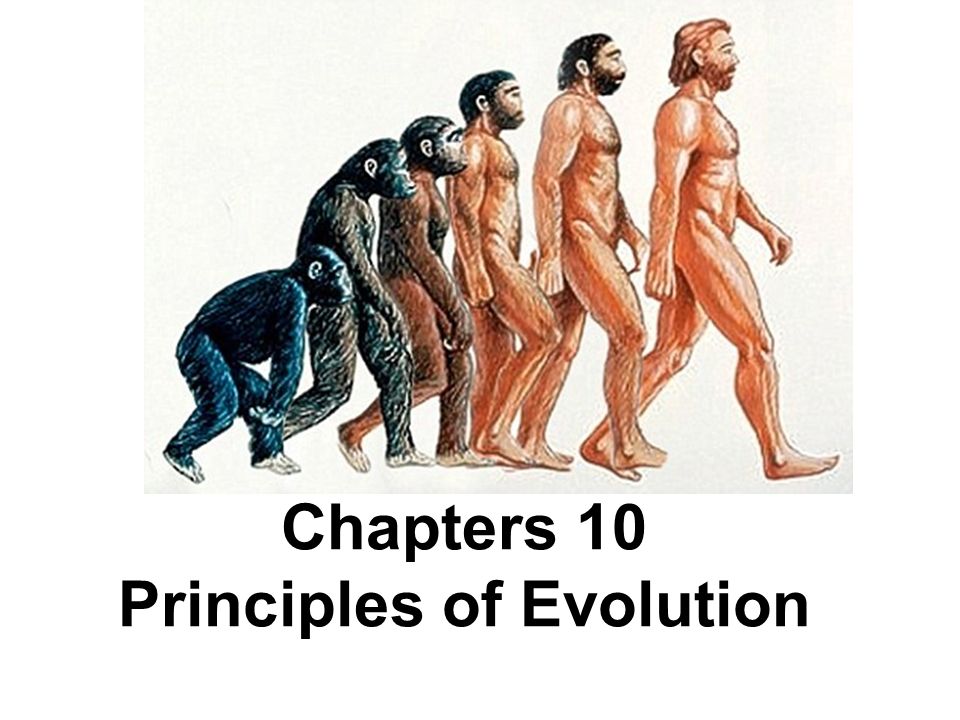 Principles of Human Evolution