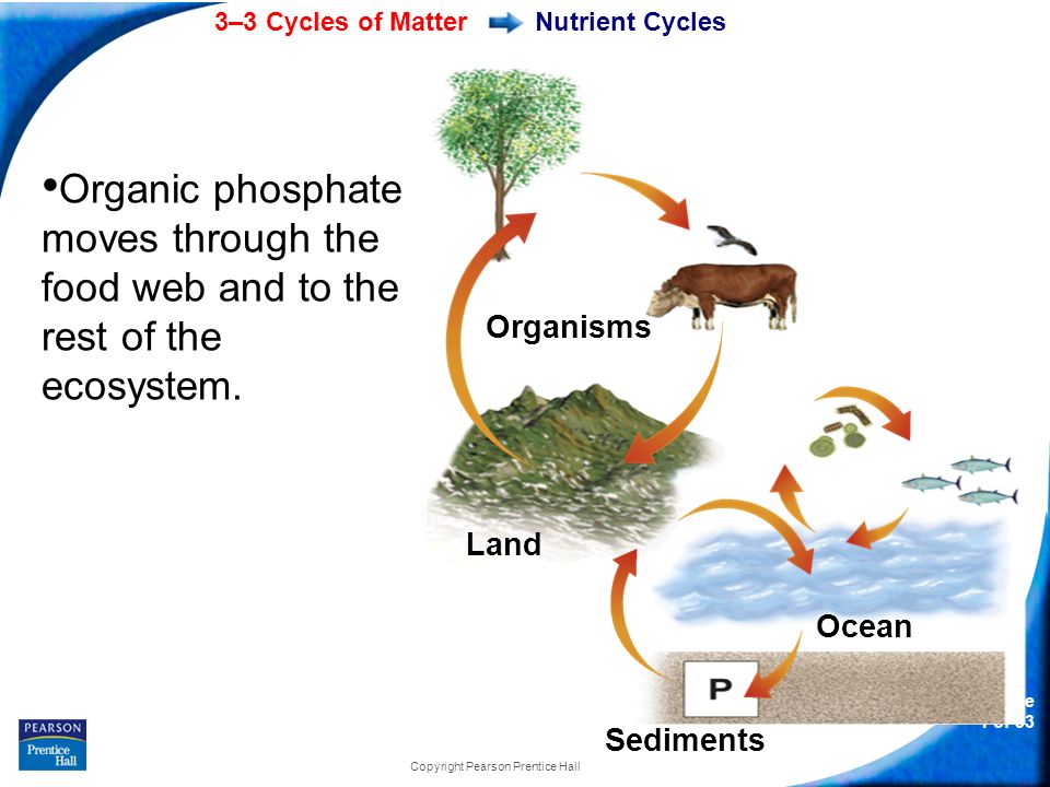 Prentice Hall Biology Nitrogen Cycle Biology Diagrams