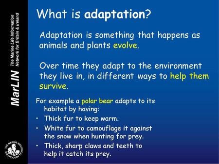 What is adaptation? Adaptation is something that happens as animals and plants evolve. Over time they adapt to the environment they live in, in different.
