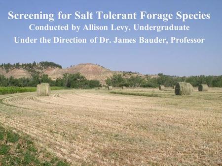 Screening for Salt Tolerant Forage Species Conducted by Allison Levy, Undergraduate Under the Direction of Dr. James Bauder, Professor.