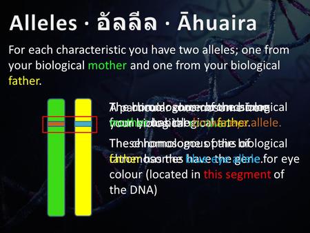 For each characteristic you have two alleles; one from your biological mother and one from your biological father. A particular chromosome from your biological.
