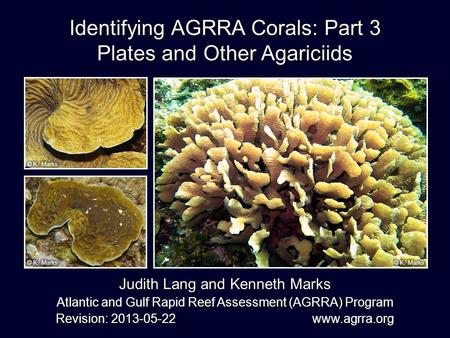 Identifying AGRRA Corals: Part 3 Plates and Other Agariciids