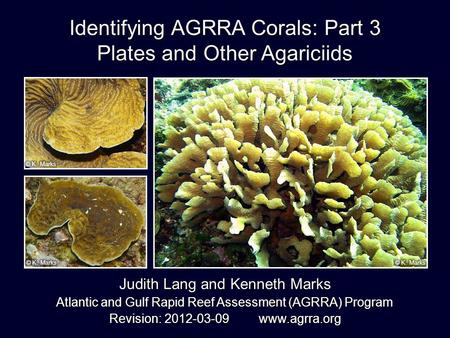 Identifying AGRRA Corals: Part 3 Plates and Other Agariciids Judith Lang and Kenneth Marks Atlantic and Gulf Rapid Reef Assessment (AGRRA) Program Revision: