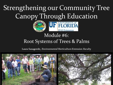 Strengthening our Community Tree Canopy Through Education Module #6: Root Systems of Trees & Palms Laura Sanagorski, Environmental Horticulture Extension.