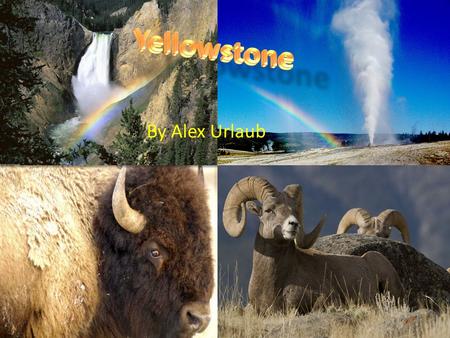 By Alex Urlaub. . Yellowstone has high levels of volcanic activity in it, in fact it is a volcano, causing geysers, hot springs and mud-pots to emerge.