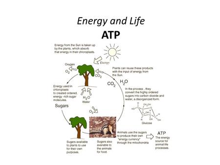 Energy and Life ATP. ATP:  Adenosine triphosphate.  Has unstable phosphate bonds.  Used by cells as an energy source for cellular activity.  Produced.