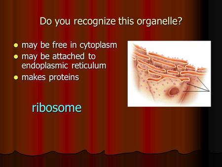 Do you recognize this organelle? may be free in cytoplasm may be free in cytoplasm may be attached to endoplasmic reticulum may be attached to endoplasmic.