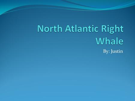 By: Justin. Physical Characteristic The North Atlantic Right Whale can be up to 45- 50 ft. The North Atlantic Right Whale weighs 70 tons. Females are.