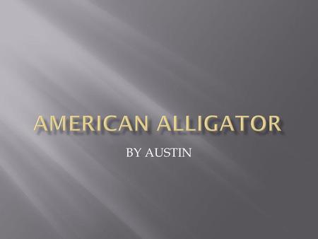 BY AUSTIN.  THE AMERICAN ALLIGATOR CAN BE UP TO EIGHTEEN FEET LONG.  THE AMEICAN ALLIGATOR CAN WEIGH UP TO 600 POUNDS.