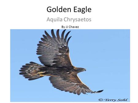 Golden Eagle Aquila Chrysaetos By JJ Chavez. What makes a bird a bird of prey A bird of prey uses his claws to get food The golden eagle uses his claws.