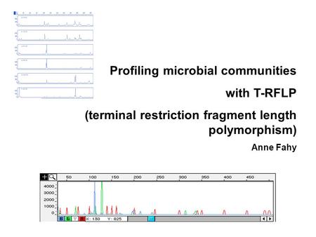 Profiling microbial communities with T-RFLP (terminal restriction fragment length polymorphism) Anne Fahy.