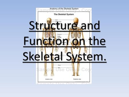 Structure and Function on the Skeletal System.