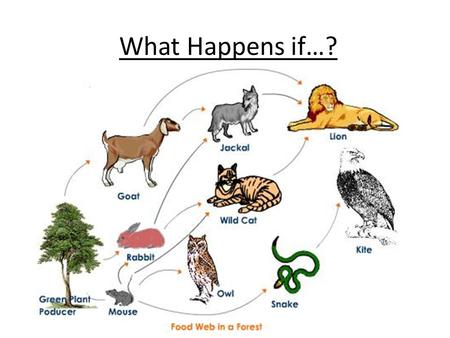 What Happens if…?. We need to know the impact on the food chains: Example: What happens if we cut down the trees? 1._____________ 2._____________ 3._____________.