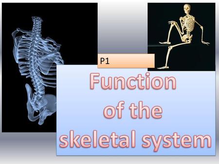 Function of the skeletal system