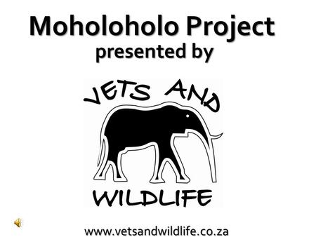 Www.vetsandwildlife.co.za Moholoholo Project presented by.