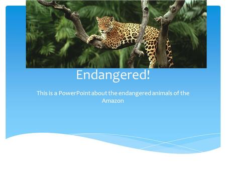 This is a PowerPoint about the endangered animals of the Amazon