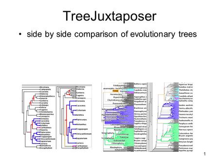 1 TreeJuxtaposer side by side comparison of evolutionary trees.