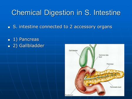 Chemical Digestion in S. Intestine S. intestine connected to 2 accessory organs S. intestine connected to 2 accessory organs 1) Pancreas 1) Pancreas 2)