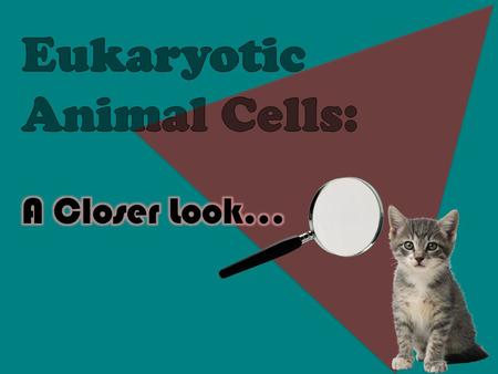  Located around the outside of the cell  Contains proteins and lipids  Surrounds the cytoplasm of a cell  Serves almost the same purpose as skin Cell.