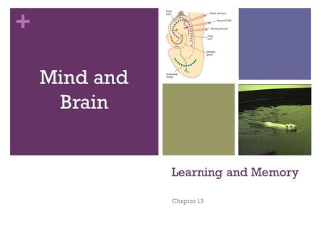 Mind and Brain Learning and Memory Chapter 13