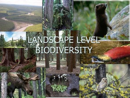 LANDSCAPE LEVEL BIODIVERSITY. Relevant FREP questions 1. Are ecosystems represented across the landscape in time and space? 2. Is there a sufficient degree.