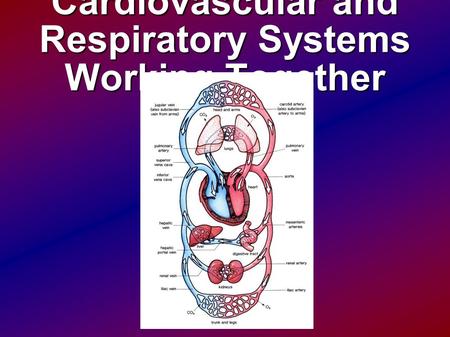 Cardiovascular and Respiratory Systems Working Together