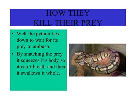 HOW THEY KILL THEIR PREY Well the python lies down to wait for its prey to ambush. By snatching the prey it squeezes it s body so it can’t breath and.