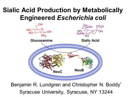Sialic Acid Production by Metabolically Engineered Escherichia coli Benjamin R. Lundgren and Christopher N. Boddy * Syracuse University, Syracuse, NY 13244.