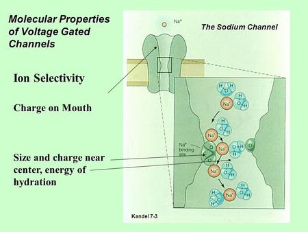 Molecular Properties of Voltage Gated Channels Ion Selectivity Charge on Mouth Size and charge near center, energy of hydration The Sodium Channel Kandel.