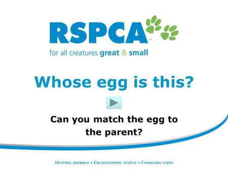 H ELPING ANIMALS E NLIGHTENING PEOPLE C HANGING LIVES Whose egg is this? Can you match the egg to the parent?