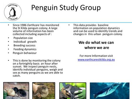 Penguin Study Group Since 1986 Earthcare has monitored the St Kilda penguin colony. A large volume of information has been collected including aspects.