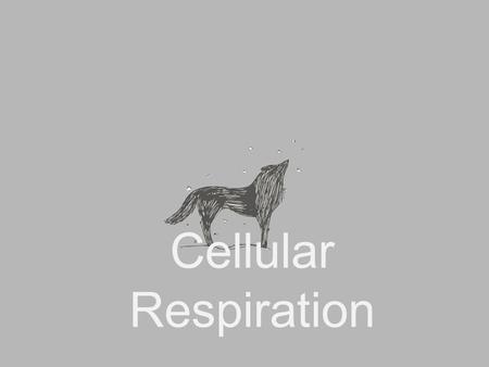 Cellular Respiration. C 6 H 12 O 6 + 6O 2  6CO 2 + 6H 2 O Glucose + Oxygen  Carbon dioxide + water.