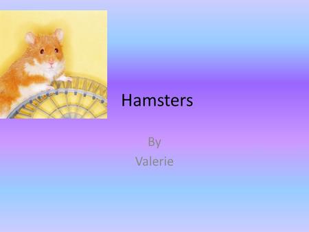 Hamsters By Valerie.