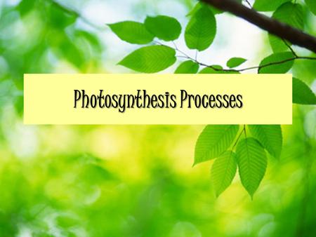 Photosynthesis Processes