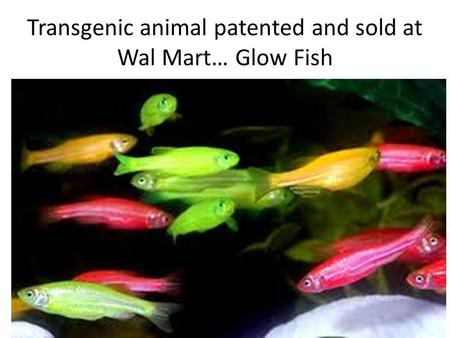 Transgenic animal patented and sold at Wal Mart… Glow Fish