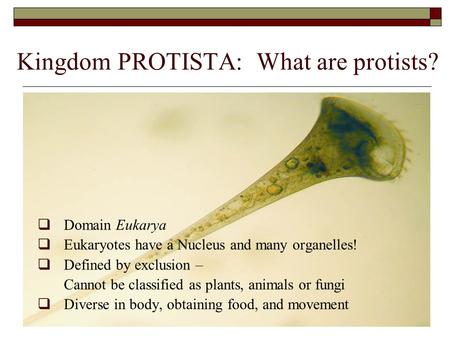 Kingdom PROTISTA: What are protists?