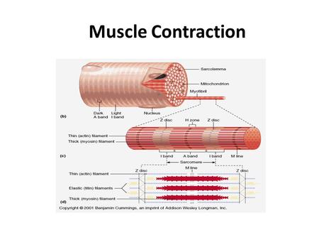 Muscle Contraction.