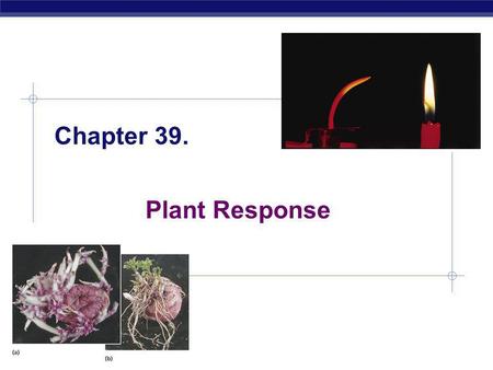 AP Biology Chapter 39. Plant Response. AP Biology Plant Reactions  Stimuli  & a Stationary Life  animals respond to stimuli by changing. - ppt download