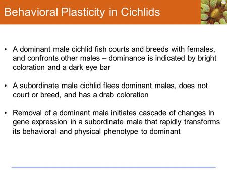 Behavioral Plasticity in Cichlids