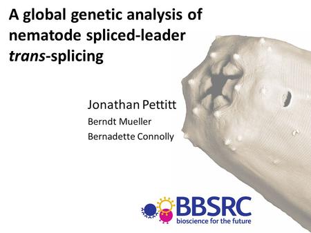 A global genetic analysis of nematode spliced-leader trans-splicing Jonathan Pettitt Berndt Mueller Bernadette Connolly.