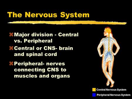The Nervous System Major division - Central vs. Peripheral