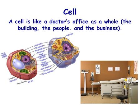 Cell A cell is like a doctor’s office as a whole (the building, the people, and the business).