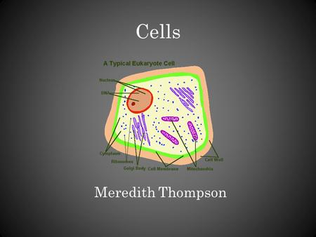 Cells Meredith Thompson.