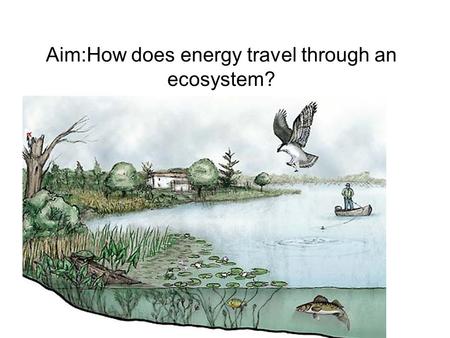 Aim:How does energy travel through an ecosystem?.
