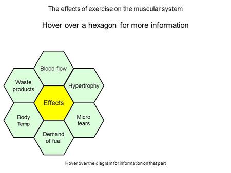 Hover over the diagram for information on that part The effects of exercise on the muscular system Hover over a hexagon for more information Effects Hypertrophy.