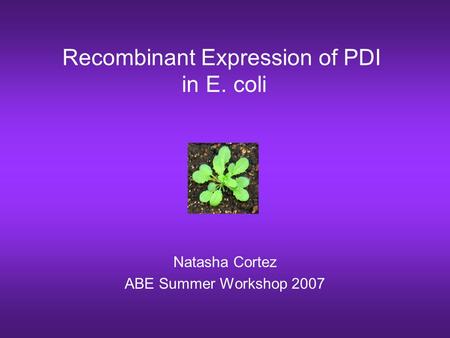 Recombinant Expression of PDI in E. coli