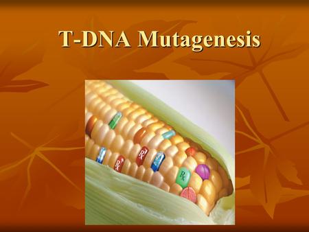 T-DNA Mutagenesis T-DNA Mutagenesis. Transfer-DNA Mutagenesis: a chemical or physical treatment that creates changes in DNA sequence which can lead to.