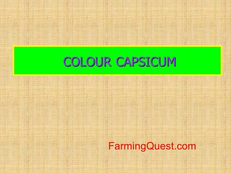 COLOUR CAPSICUM FarmingQuest.com.