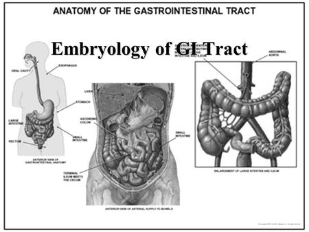 Embryology of GI Tract.